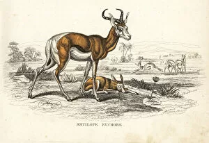 Springbok Gallery: Springbok, Antidorcas marsupialis