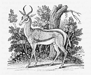 Puzzled Collection: Springbok (Bewick)