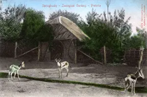 Pretoria Prints: Springboks, Pretoria, South Africa - The Zoological Gardens