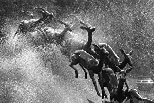 Springboks Statue