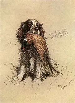 Spaniels Prints: Springer Spaniel