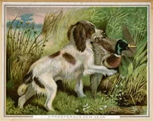 Duck Collection: Springer Spaniel Card