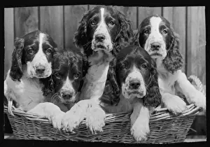 Spaniels Prints: Springer Spaniel puppies
