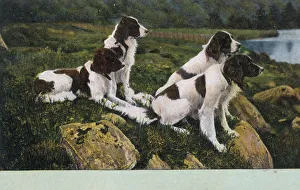 Images Dated 1st March 2019: Four Springer Spaniels