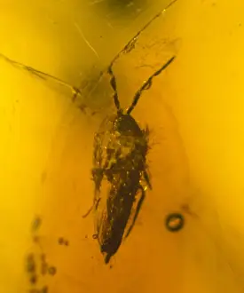 Springtail Prints: Springtail in amber