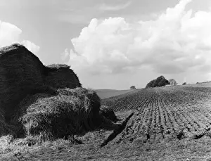 Furrows Prints: Springtime Furrows