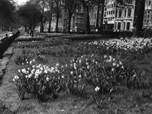 Springtime in Green Park