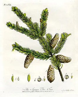 Spruce Prints: Spruce Fir Tree
