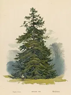 Spruce Prints: Spruce Fir Tree
