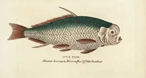 Georgeedwards Prints: Spur fish, unidentified species