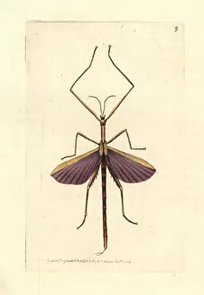 Spur-legged stick insect, Didymuria violescens