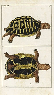Spur Gallery: Spur-thighed tortoise or Greek tortoise, Testudo graeca