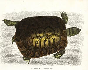 Spur-thighed tortoise, Testudo graeca. Vulnerable