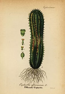 Hand Atlas Gallery: Spurge, Euphorbia officinarum