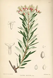 Toxin Prints: Spurge flax or flax-leaved daphne, Daphne gnidium