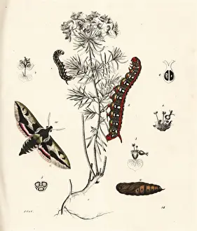 Hoffmann Prints: Spurge hawk-moth on cypress spurge