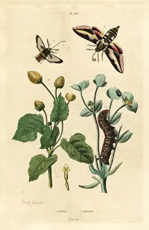 Toothache Prints: Spurge hawk-moth, hornet moth and toothache plant