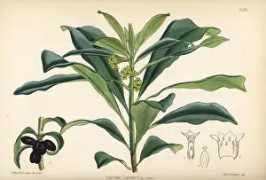 Daphne Prints: Spurge laurel, Daphne laureola