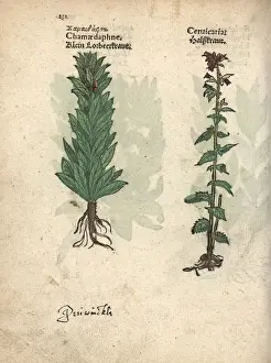 Spurge laurel, Daphne laureola, and bristly