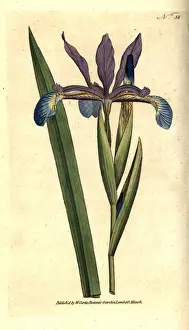Spurious Prints: Spurious iris, Iris spuria
