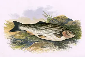 Squalius cephalus, or European Chub