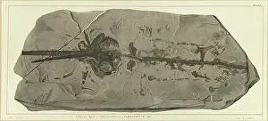 Anning Prints: Squalo-raja (Spinacorhinus) polyspondila Agassiz