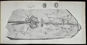 Riley Prints: Squaloraia (lithograph)