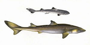 Piked Collection: Squalus acanthias, or Spiny dogfish (adult and young)
