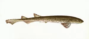 Dogfish Collection: Squalus catulus, a species of dogfish