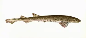 Hound Prints: Squalus catulus, a species of dogfish