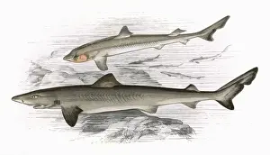 Dogfish Prints: Squalus Galeus, or Toper (adult and young)