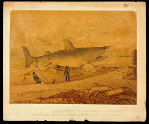 Elasmobranchii Collection: Squalus maximus, Basking shark taken at Brighton 5 Dec 1812