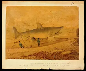 Shark Prints: Squalus maximus, Basking shark taken at Brighton 5 Dec 1812
