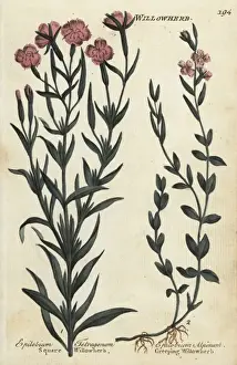 Joshuahamilton Prints: Square willowherb and creeping willowherb