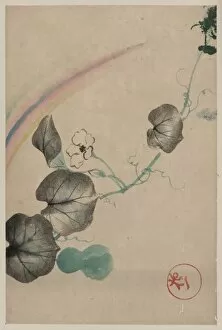 Squash Gallery: Squash vine with blossom, squash, and rainbow, with publishe