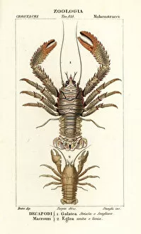 Lobster Collection: Squat lobster, Galathea strigosa 1, and Aegla laevis 2