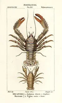 Laurent Prints: Squat lobster, Galathea strigosa 1, and Aegla laevis 2