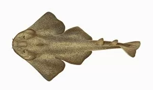 Angelfish Gallery: Squatina squatina, or Monkfish