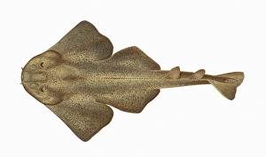 Angelfish Gallery: Squatina squatina, or Monkfish