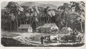 Wood Land Prints: Squatters in Ns Wales