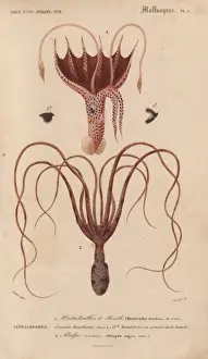 Octopus Prints: Squid, Histioteuthis bonnellii, and octopus