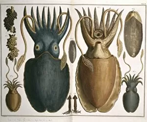 Albertus Seba Gallery: Squid illustration