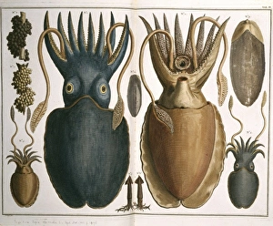 Albertus Seba Gallery: Squid illustration