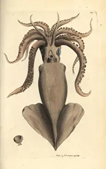 Squid Prints: Squid, Loligo vulgaris