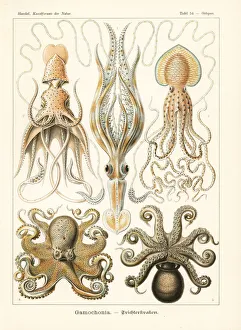 Glitsch Gallery: Squid and octopi