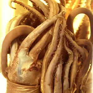 Squid specimen