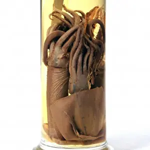 Specimen Prints: Squid specimen