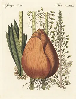 Roots Prints: Squill, Drimia maritima