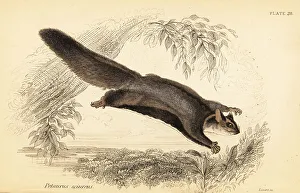 Marsupiata Prints: Squirrel glider, Petaurus norfolcensis