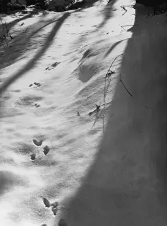 Squirrel Tracks in Snow